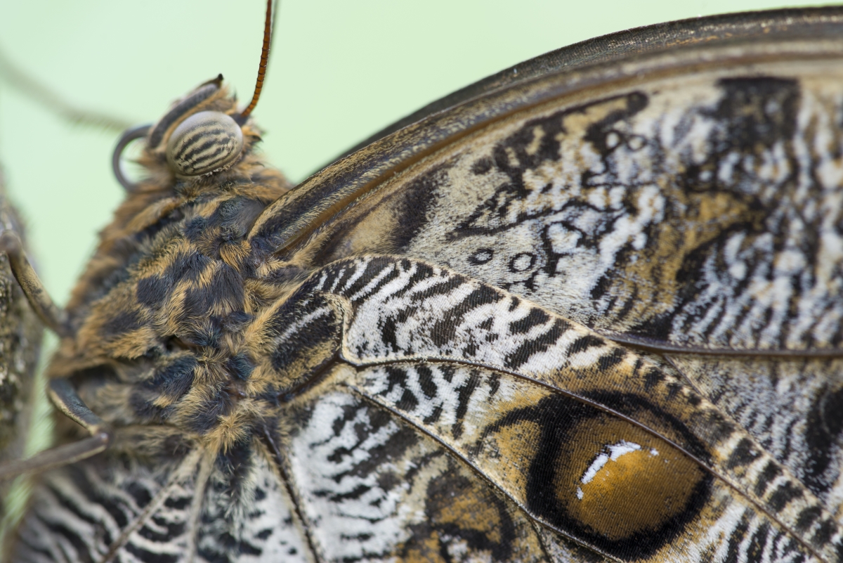 Papiliorama Schmetterlinge