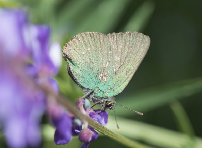 In Sardinien auf Schmetterlingsjagd